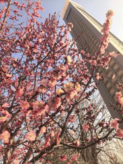 春信至 梅花香图2