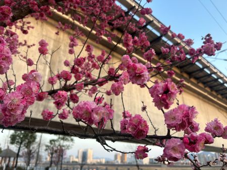 春信至 梅花香图1